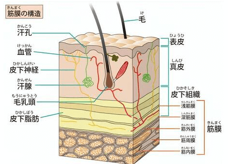 筋膜